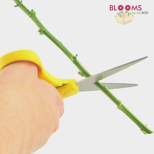 DIY Basics Floral Supply Kit Wholesale Blooms By The Box