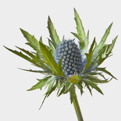 Thistle Eryngium Blue Flower