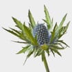 Thistle Eryngium Blue Flower