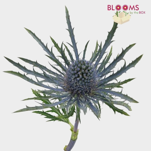 Thistle Eryngium Blue Flower Wholesale Blooms By The Box