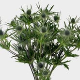 Thistle Eryngium Blue Flower