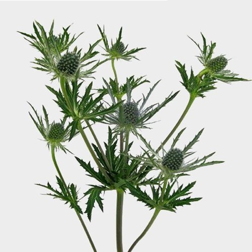 Thistle Eryngium Blue Flower