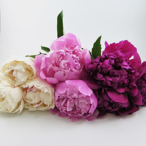 Bulk flowers online - Peony ASSORTED Colors Pack (60 Stems)