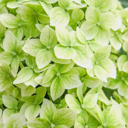 Wholesale flowers prices - buy Hydrangea Mojito Green Flower in bulk