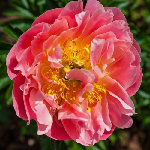 Peony Coral Charm Pack (30 Stems) Wholesale Blooms By The Box