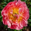 Peony Coral Charm Pack (30 Stems)