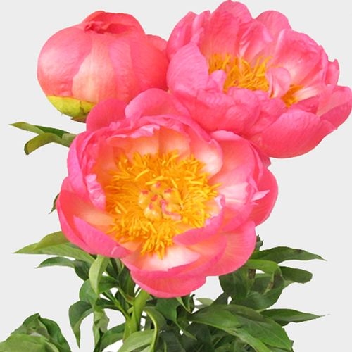 Peony Coral Charm Pack (30 Stems)