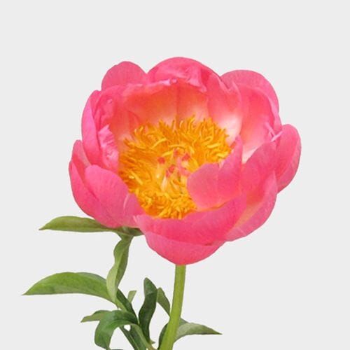 Peony Coral Charm Pack (30 Stems)