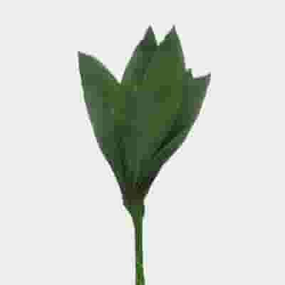 Aspidistra Greenery