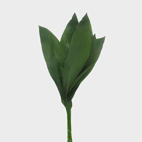 Aspidistra Greenery - Wholesale - Blooms By The Box