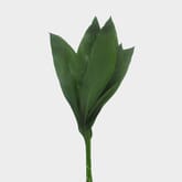 Aspidistra Greenery