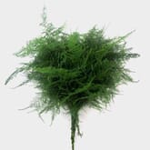 Plumosus Fern Greenery