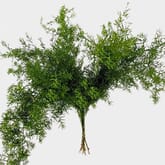 Sprengeri Fern Greenery