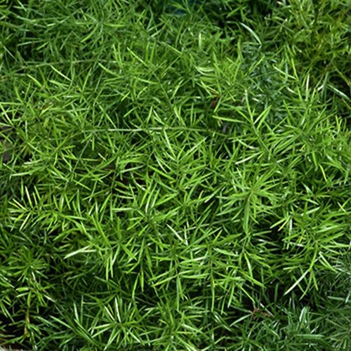 Sprengeri Fern Greenery