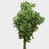 Pittosporum Variegated Greens