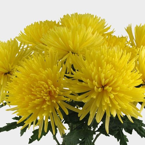Wholesale flowers prices - buy Spider Anastasia Yellow Flower in bulk