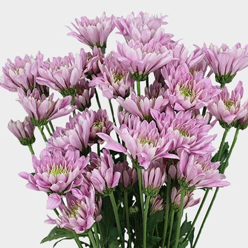 Wholesale flowers: Cushion Pompon Lavender
