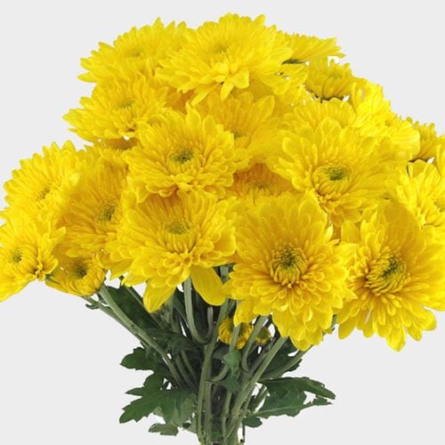 Wholesale flowers prices - buy Cushion Pompon Yellow Flowers in bulk