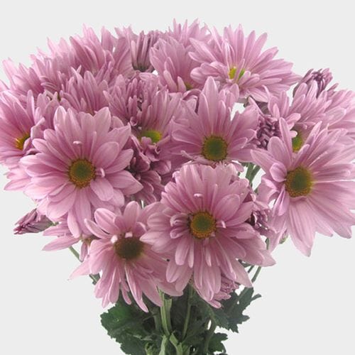 Bulk flowers online - Pompon Daisy Lavender Flowers