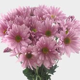 Pompon Daisy Lavender Flowers