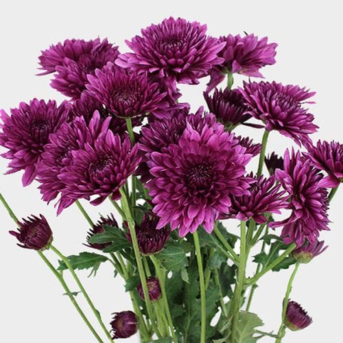 Wholesale flowers prices - buy Cushion Pompon Purple Flowers in bulk