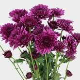 Cushion Pompon Purple Flowers