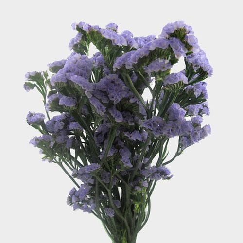 Bulk flowers online - Statice Lavender Flowers