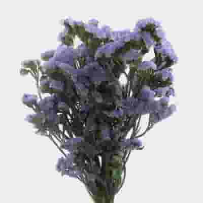 Statice Lavender Flowers