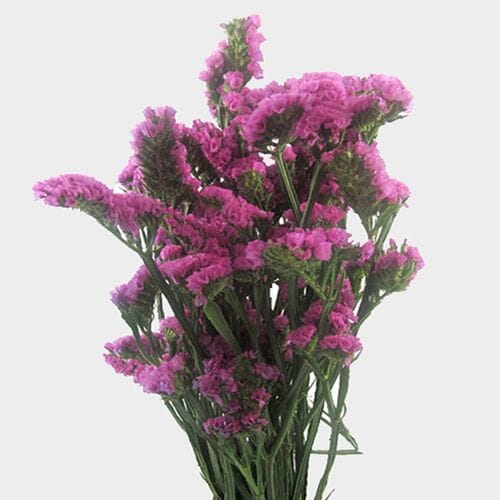 Wholesale flowers prices - buy Statice Pink Flowers in bulk