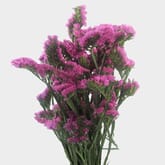 Statice Pink Flowers