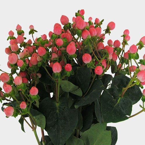 6 Bunches Sea Pink Artificial Hypericum Flower Berries, Long Stem Gree –  FiveSeasonStuff