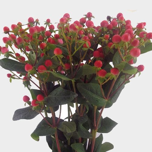 Wholesale flowers prices - buy Hypericum Excellent Flair in bulk