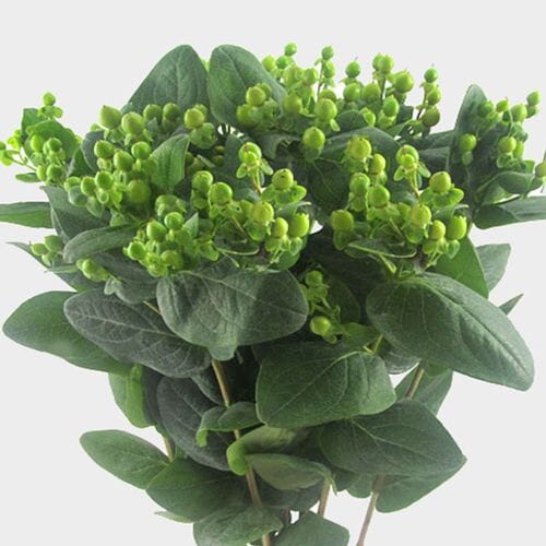 Wholesale flowers prices - buy Hypericum Green in bulk