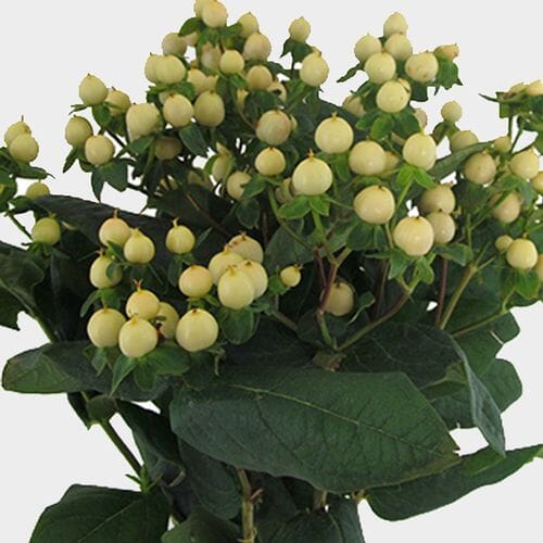 Wholesale flowers prices - buy Hypericum White Flowers in bulk