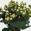 Hypericum White Flowers