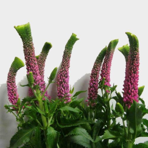 Wholesale flowers prices - buy Pink Veronica Flowers in bulk