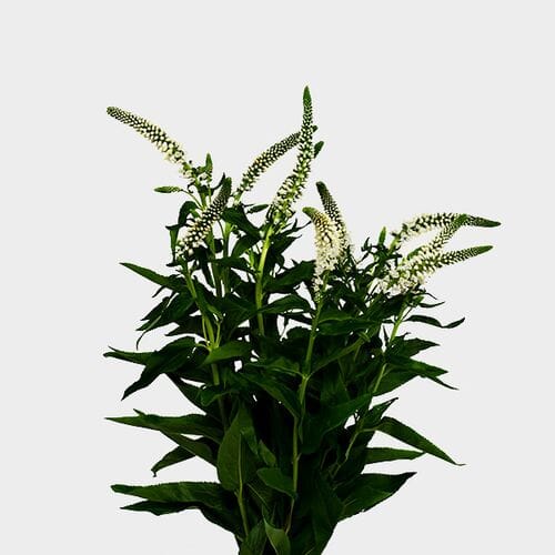 Wholesale flowers prices - buy Veronica White Flower in bulk