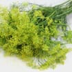 Assorted Herbs (6 Bunches)