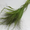 Assorted Fancy Grasses (6 Bunches)