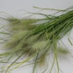 Assorted Fancy Grasses (6 Bunches)