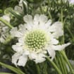 Scabiosa Flowers Assorted Colors (10 Bunches)
