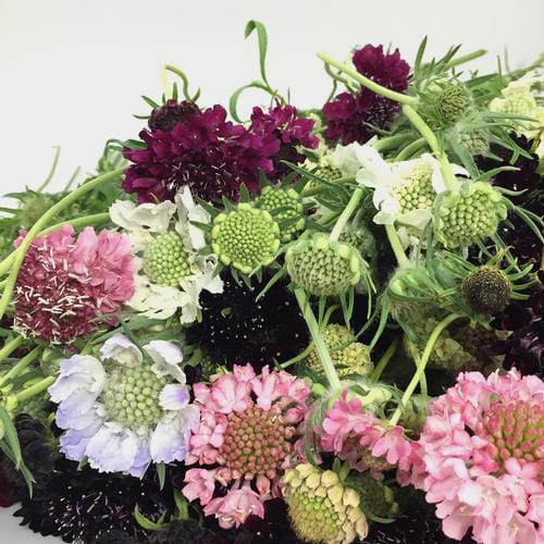 Wholesale flowers: Scabiosa Flowers Assorted Colors (10 Bunches)