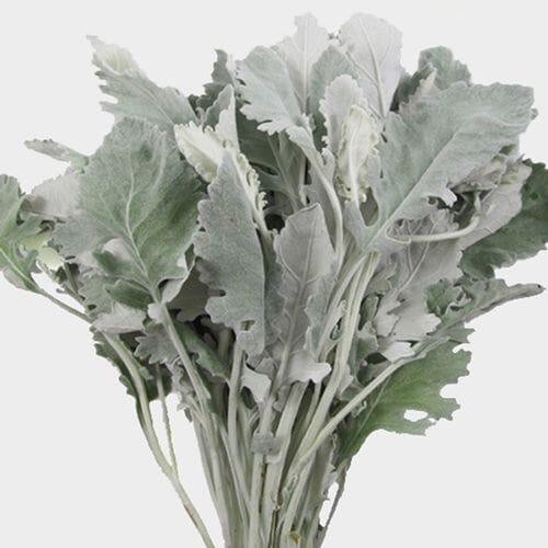 Wholesale flowers: Dusty Miller Greenery Assorted (6 Bunches)