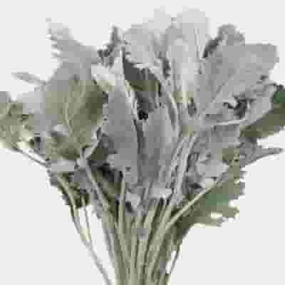 Dusty Miller Greenery Assorted (6 Bunches)