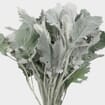 Dusty Miller Large (6 Bunches)