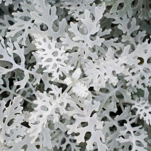 Bulk flowers online - Dusty Miller Lacey (6 Bunches)