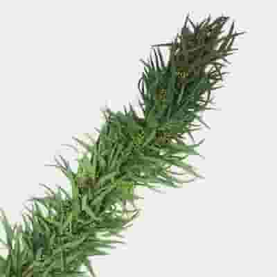 Garland Single Green - 16 Feet