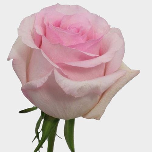 Wholesale flowers prices - buy Rose Nena Light Pink 40 cm in bulk