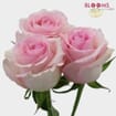 Rose Nena Light Pink 50cm