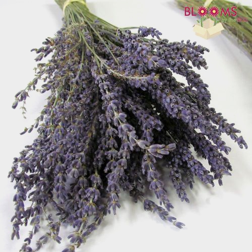 Lavender Dried Flower - Wholesale - Blooms By The Box